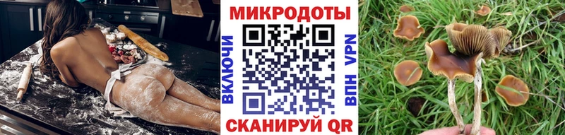 даркнет сайт  Каргополь  Псилоцибиновые грибы Psilocybine cubensis 